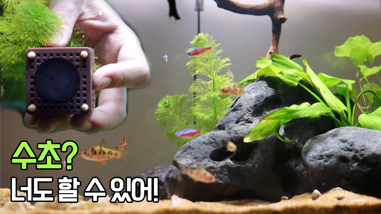 열대어만 있는 어항에 '이것' 하나만 넣어도 분위기 싹~ 바뀝니다.