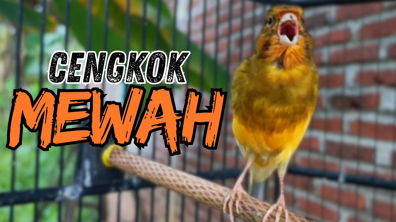 Kenari Macet Langsung Nyaut! Pancingan & Masteran Kenari Gacor Durasi Panjang & Jeda Rapat
