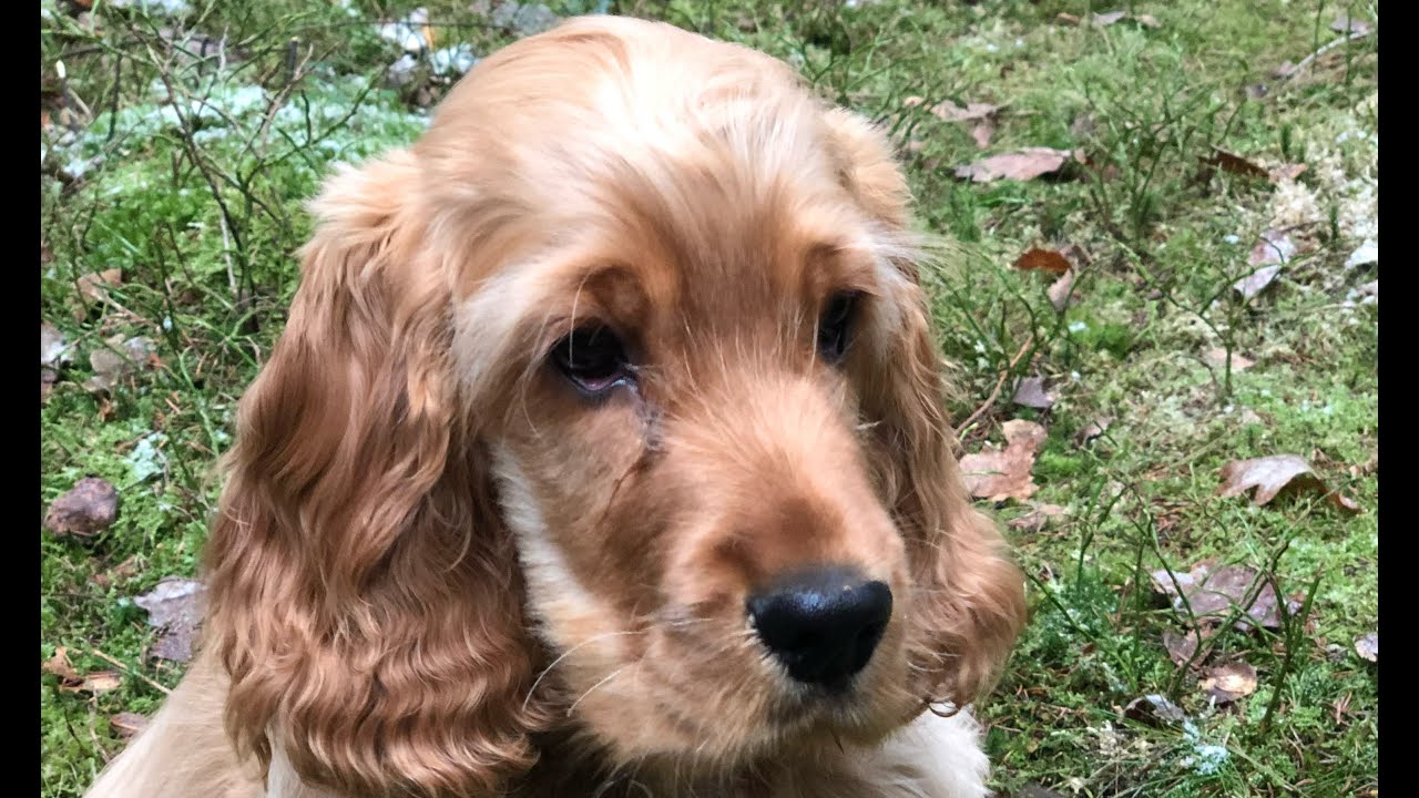 Golden cocker spaniel puppy playing with puppy friends