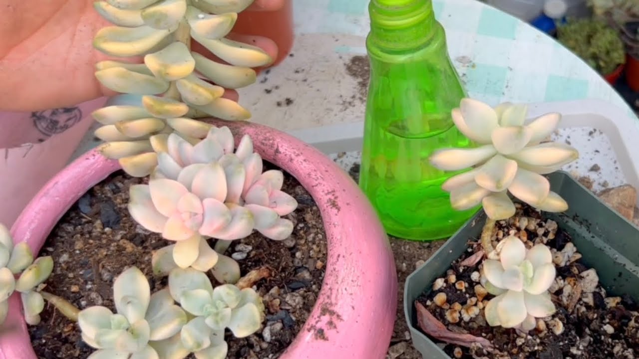 Graptoveria titubans cambio de maceta