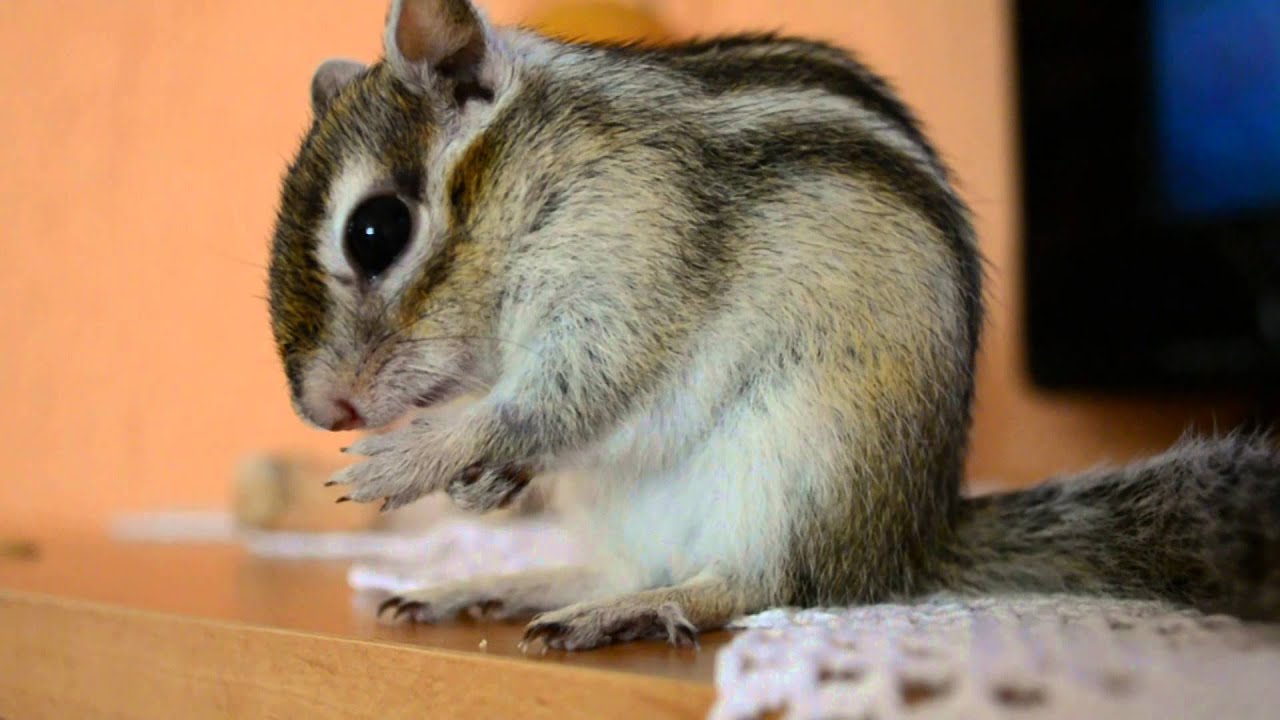 Kanadska vjeverica