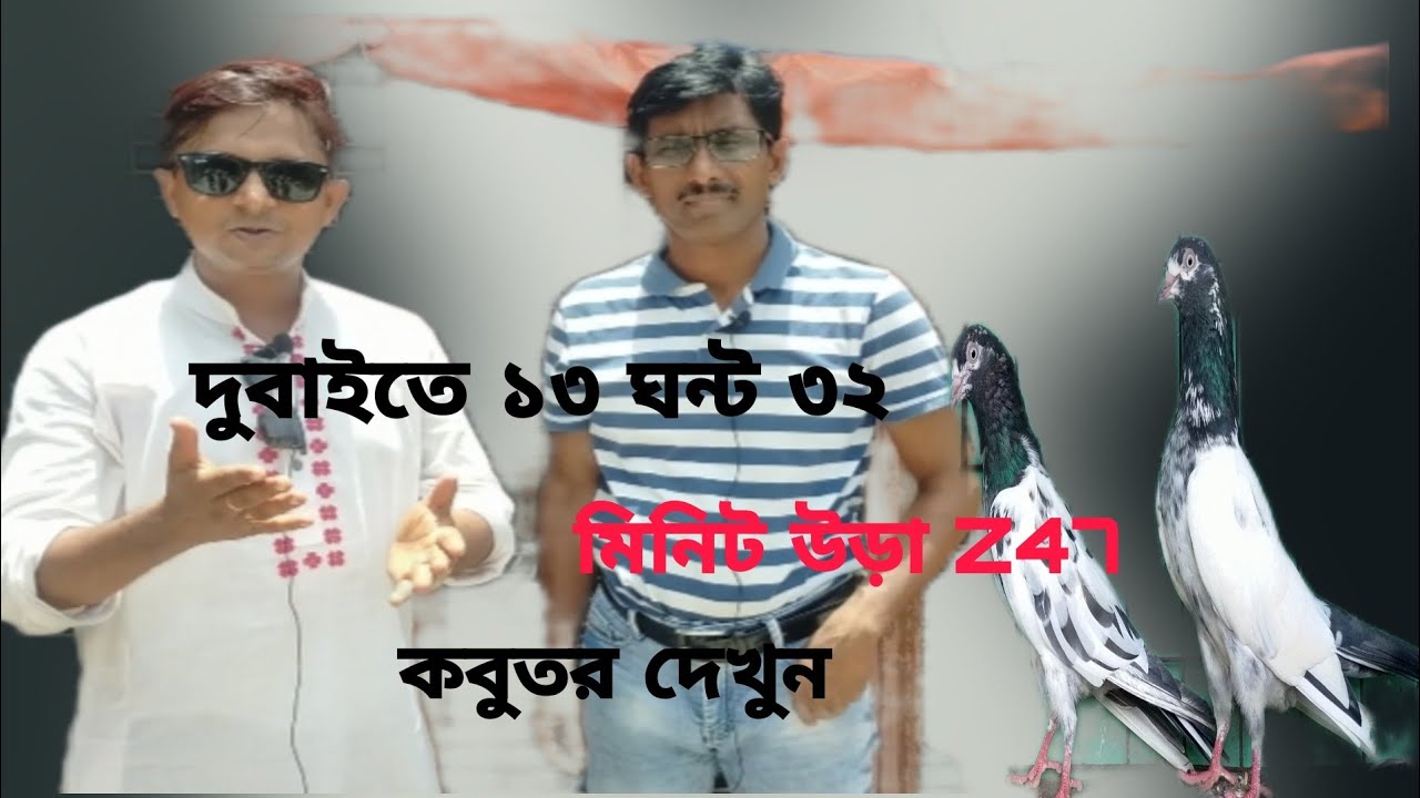 দুবাইতে ১৩ ঘন্টা ৩২ মিনিট উড়া Z47 কবুতর দেখুন?Pigeon Tips.