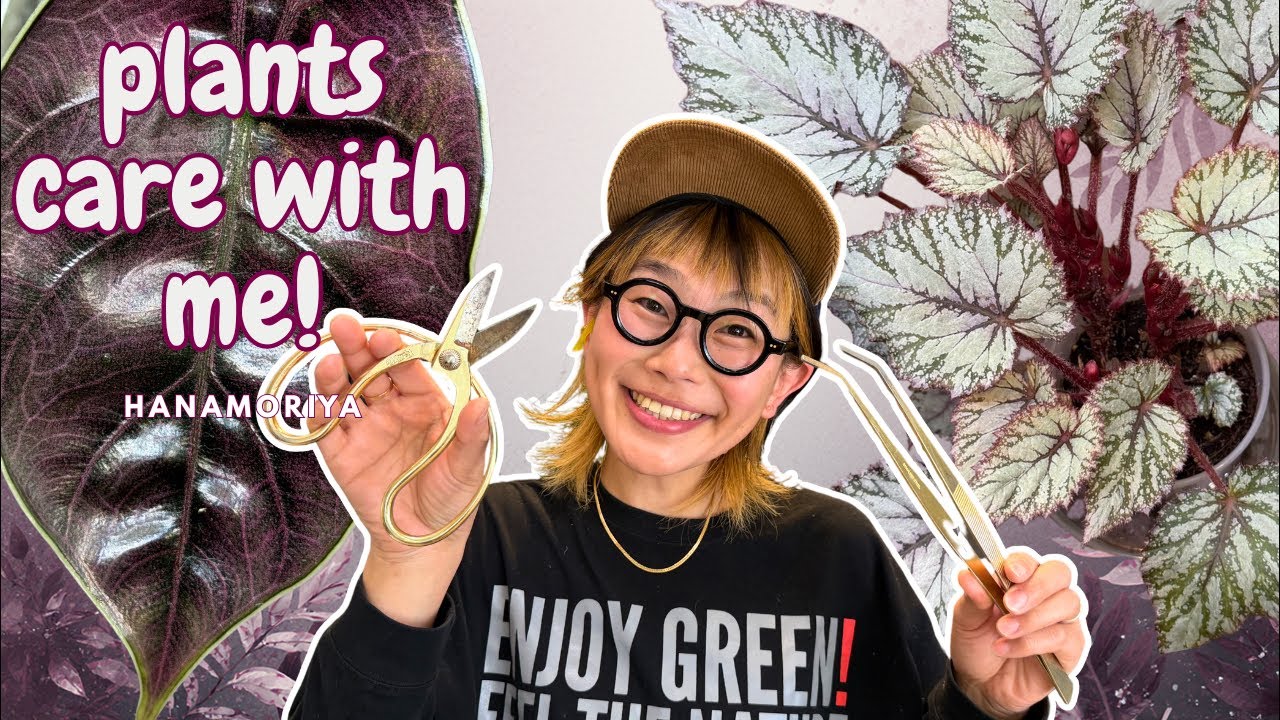 アロカシア、ベゴニア、ポトス🌱メンテナンス LIVE✨