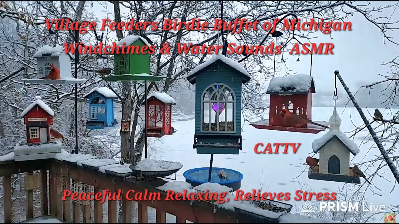 012626 LIVE CATTV MICHIGAN BIRDS, SNOW, WATER SOUNDS & WINDCHIMES #RELAXING  #CALM #PEACEFUL  #ASMR
