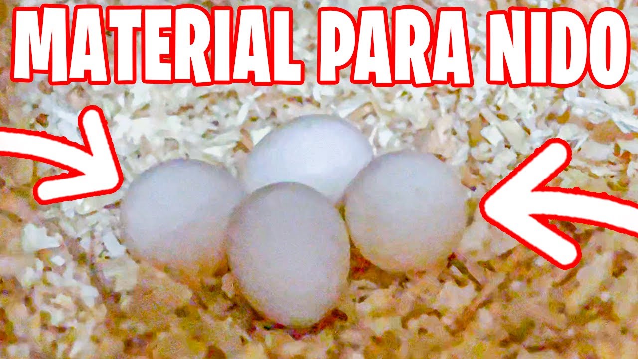 MATERIAL PARA NIDO DE PERIQUITO