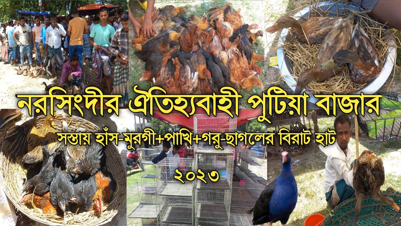 নরসিংদী পুটিয়া পাখির হাট | সস্তায় হাঁস-মুরগী, ও দেশি পাখি কিনুন | Narsingdi Putia Bazar Bird Market