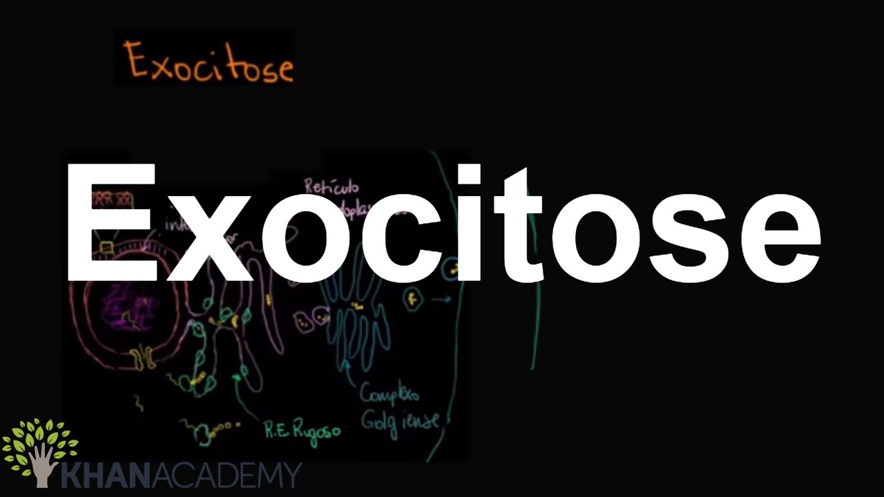 Exocitose | Membranas e transporte | Biologia | Khan Academy