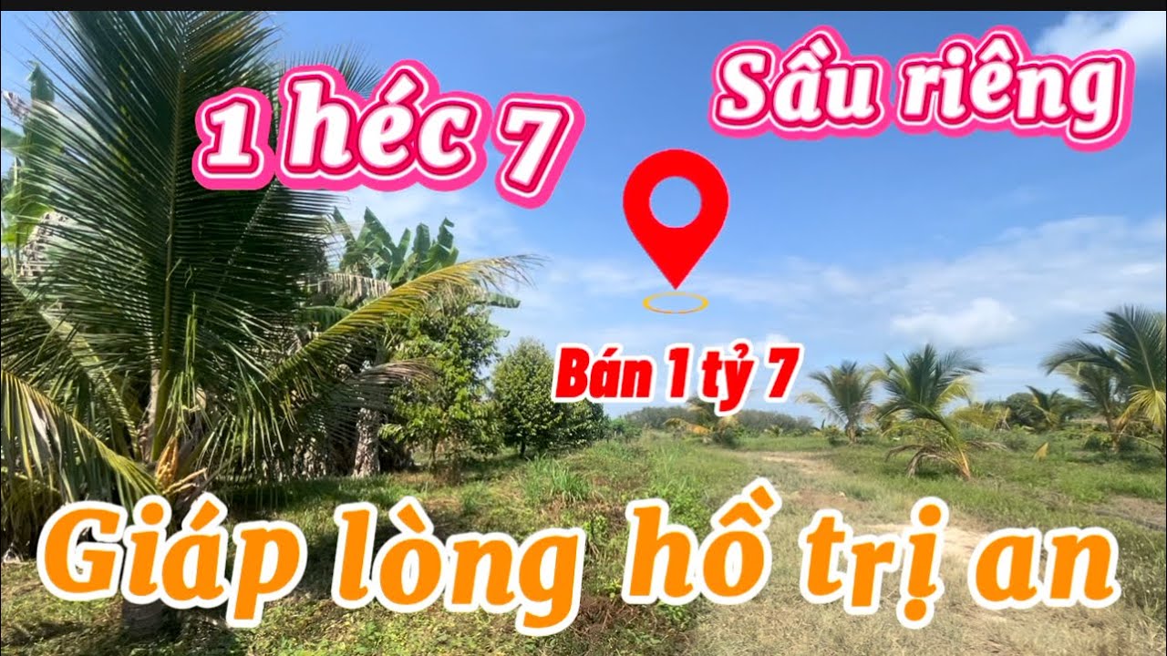 Cần bán 1 héc 7 sầu riêng xoài 🥭 dừa mít giáp lòng hồ trị an giá bán 100 triệu 1sào 