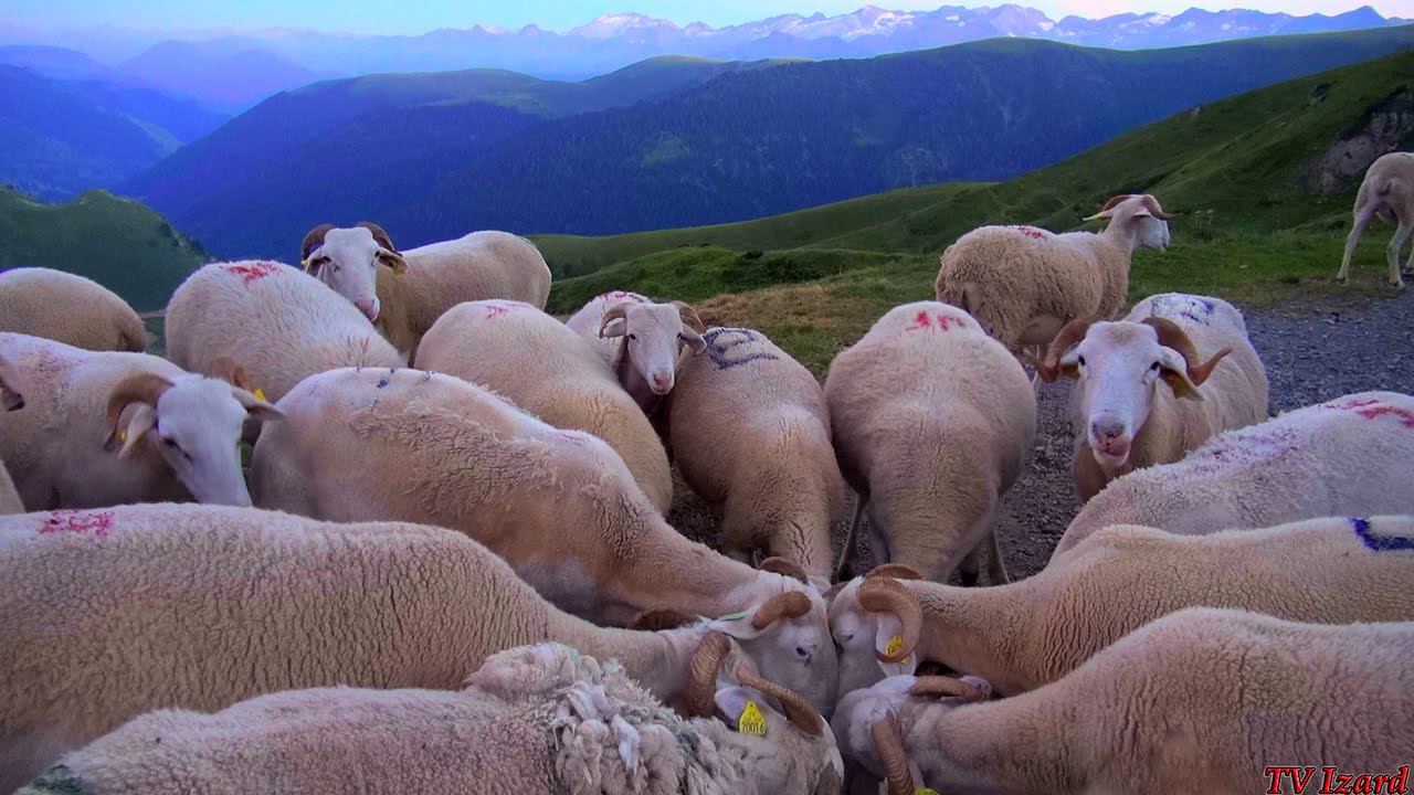 l'ASSALAGE en Estive - Salsage du Mont Né - Le Métier de Berger - Clip Tv Izard Esprit des Pyrénées