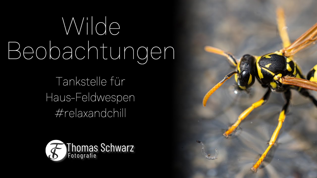 Wilde Beobachtungen: Tankstelle für Haus-Feldwespen #uncut #relaxandchill