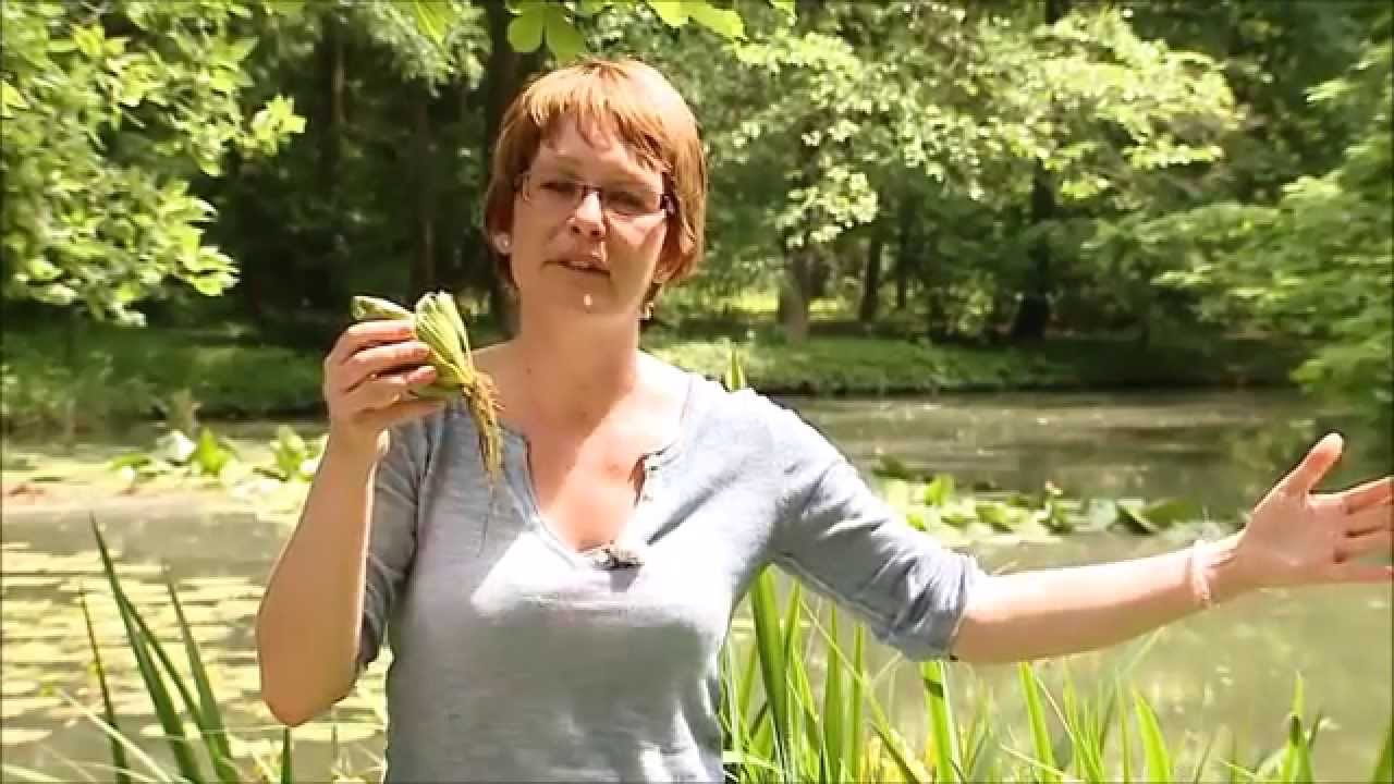 V&iacute;zin&ouml;v&eacute;nyek  - Kertbar&aacute;tok - Kert&eacute;szeti TV - műsor