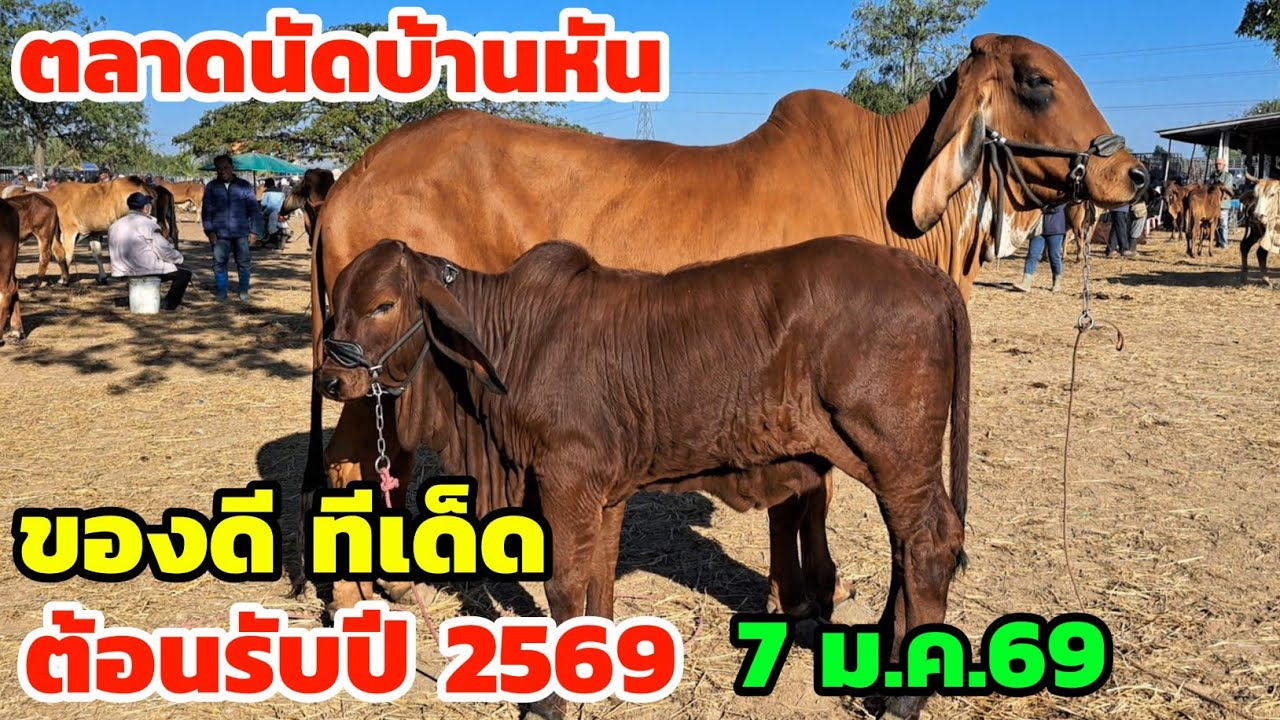 แจ่มสุดๆ‼️7 ม.ค.69 ตลาดนัดบ้านหัน ของดีเพียบ วัวงามน่าเลี้ยงสุด เปิดประเดิมตลาดนัดวันแรกแห่งปี 2569 