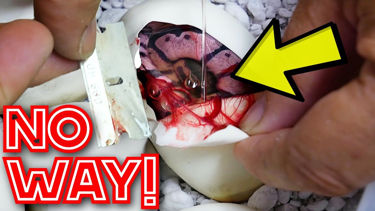 SNAKE EGG CUTTING!! EXCITING RESULTS!! | BRIAN BARCZYK
