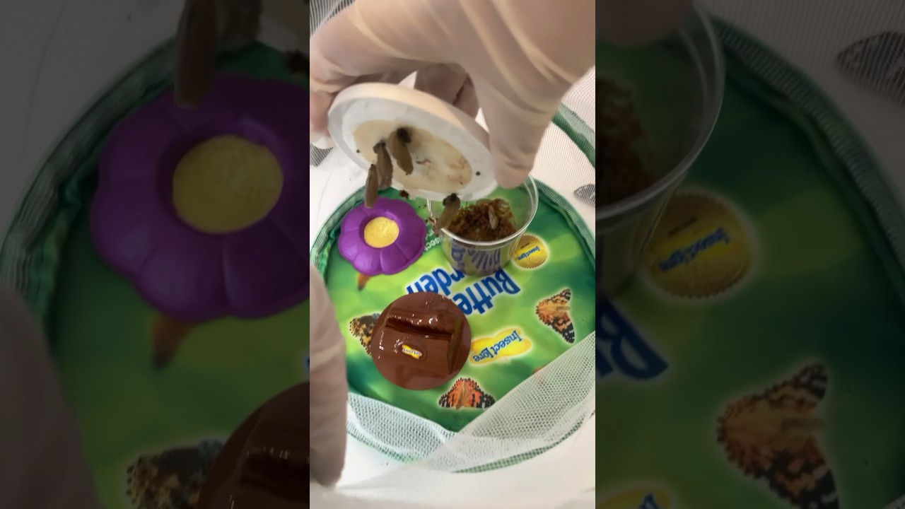 Постройте вместе со мной жилище для бабочек! Они уже в стадии кокона!! 🦋 #насекомые #бабочка