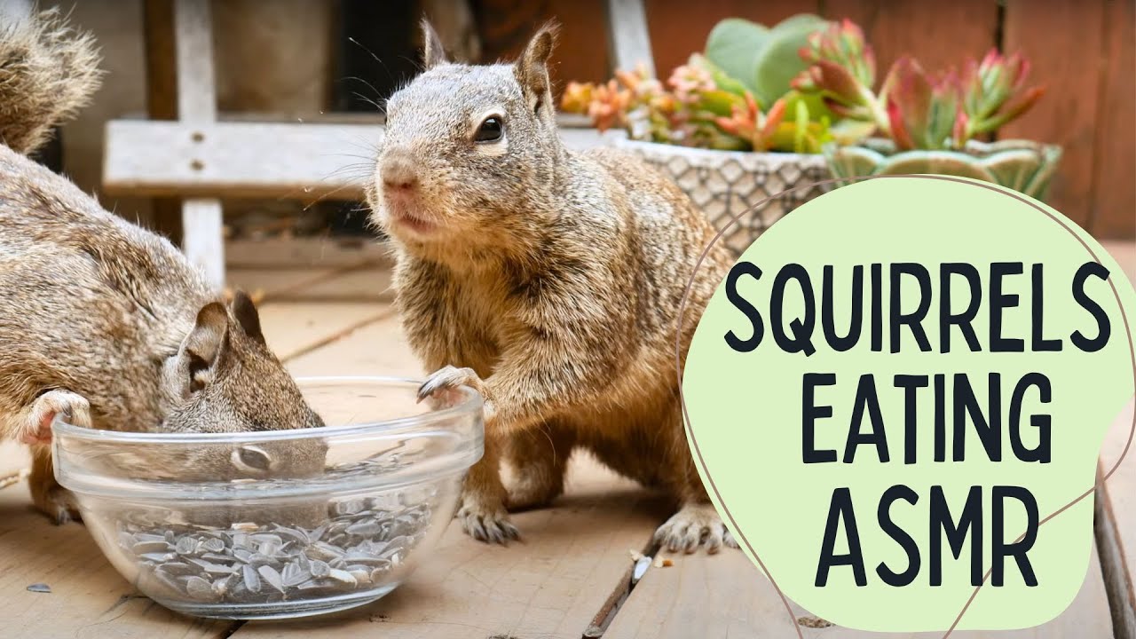 Calming Squirrel Eating Sounds: ASMR Relaxation for You and Your Furry Friends | 45 MIN | HDR