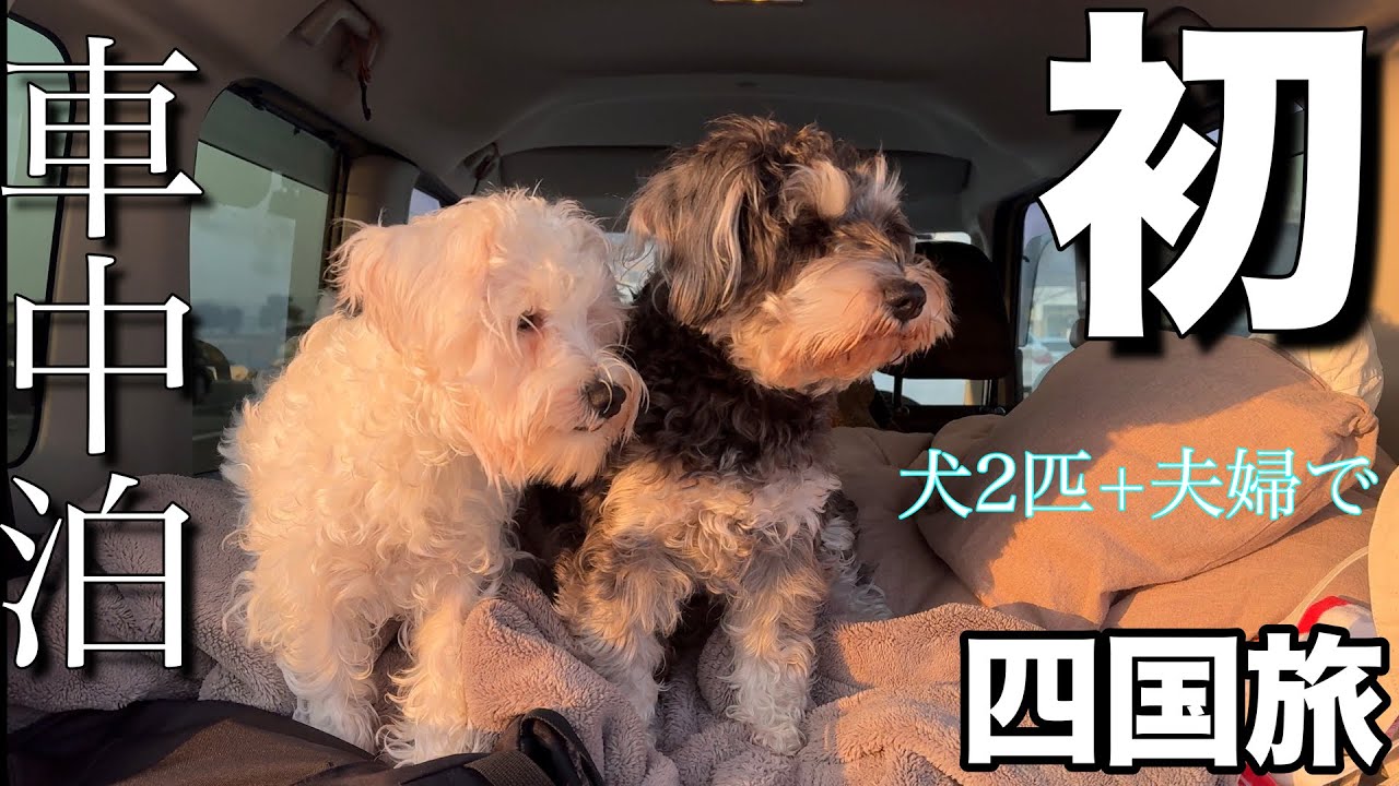 【車中泊】愛犬2匹と夫婦で初めて軽自動車で2泊3日の四国旅行！自由な時間を過ごせて最高すぎた！！【シュナウザー×2匹】