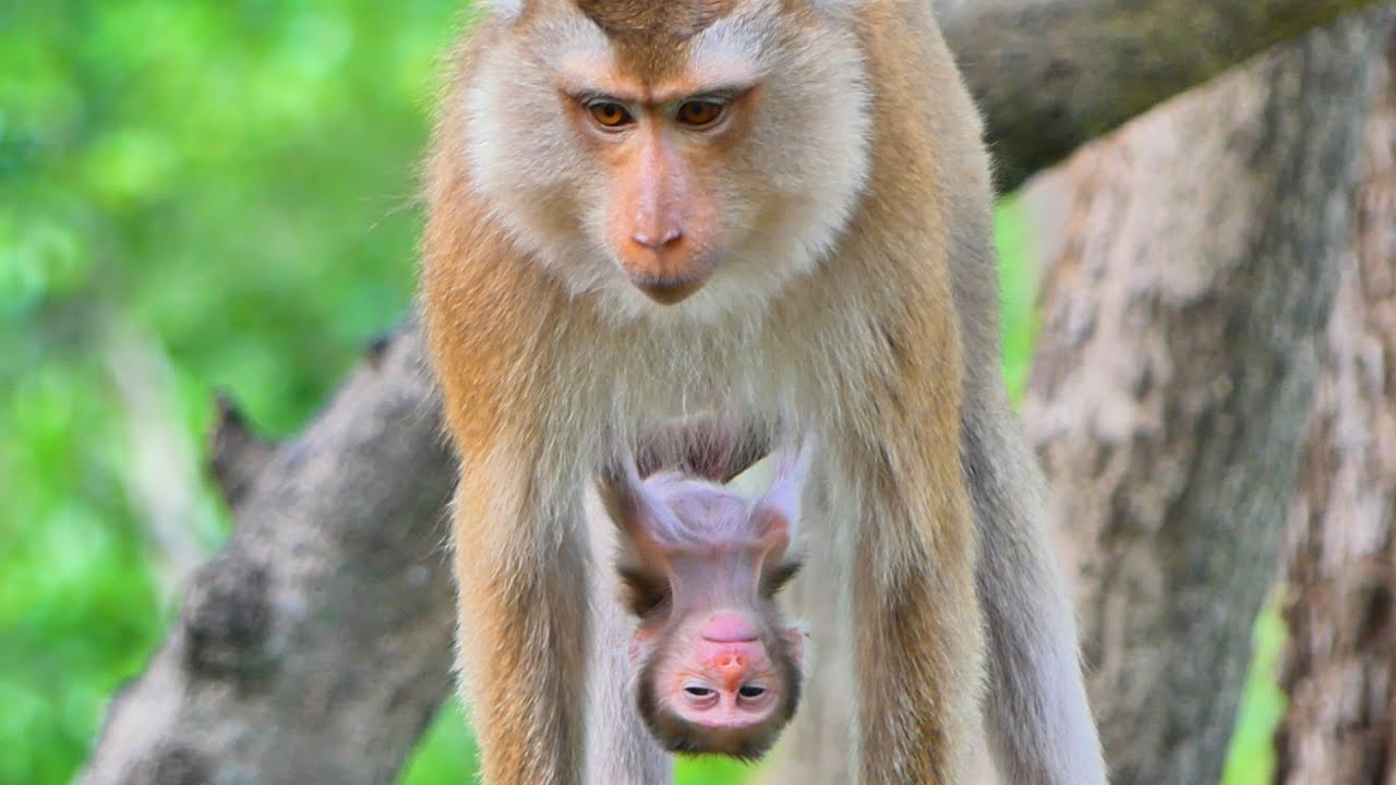 Oh please sit down...Tiny Baby monkey SACKY seems to be tired of clinging to her mommy monkey SAHSA