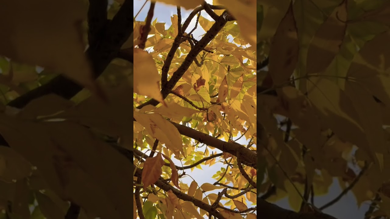 Captivating leaves #nature #birds #nature #outdoorserenity #peaceful #relaxing #naturelovers