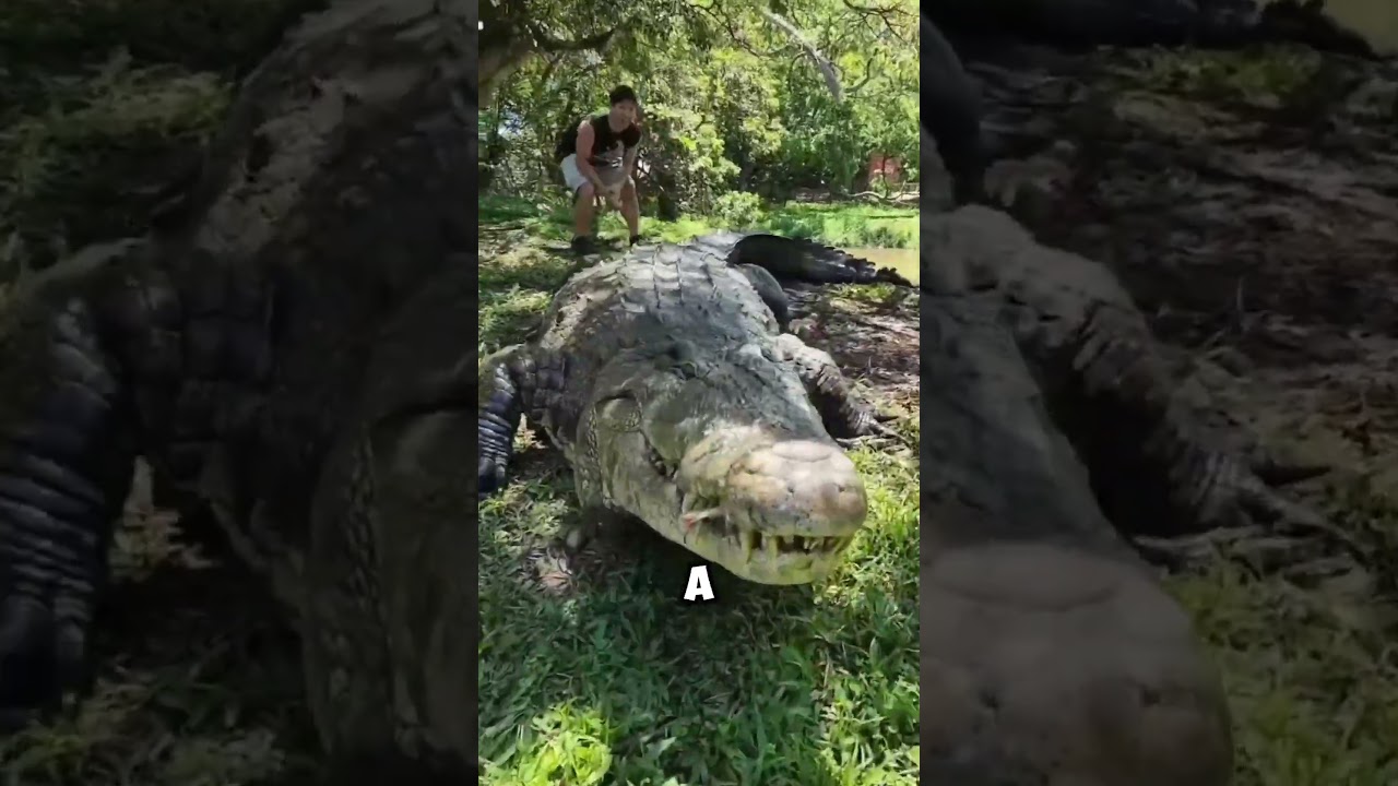 JACAR&Eacute; X CROCODILO: QUAL A DIFEREN&Ccedil;A??