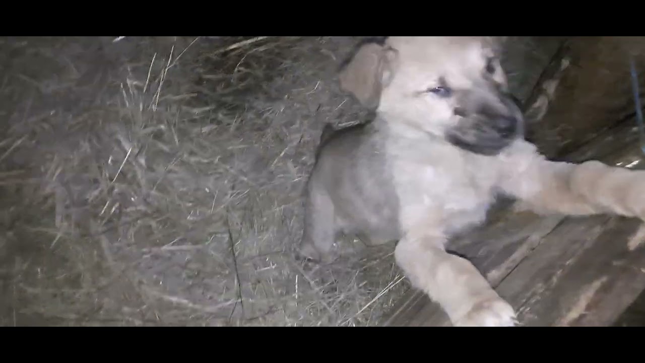 Căței  dorm de mici între  oi 🐶🐶🐶🐶🐑🐏