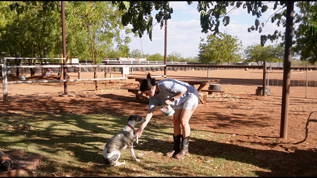 Dog training, ft. A nervous Whippet 