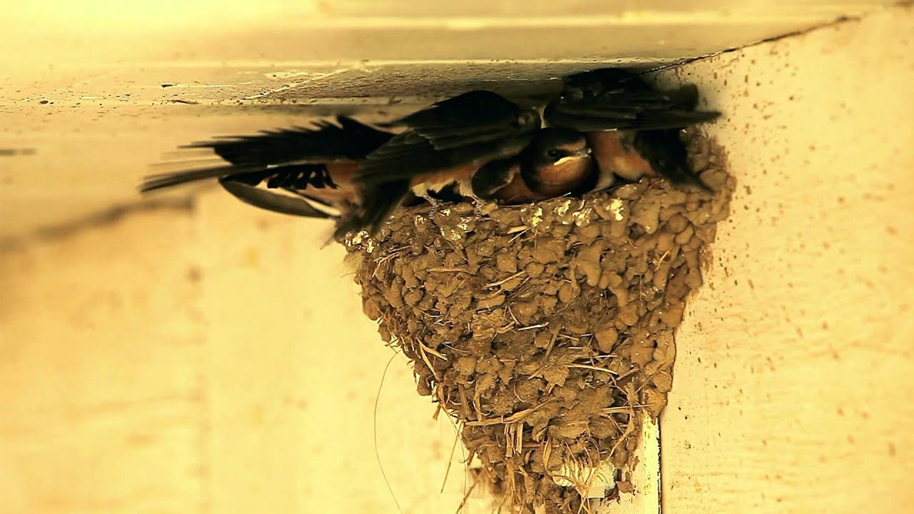 A Day (a week) in the Life of Barn Swallow Fledglings