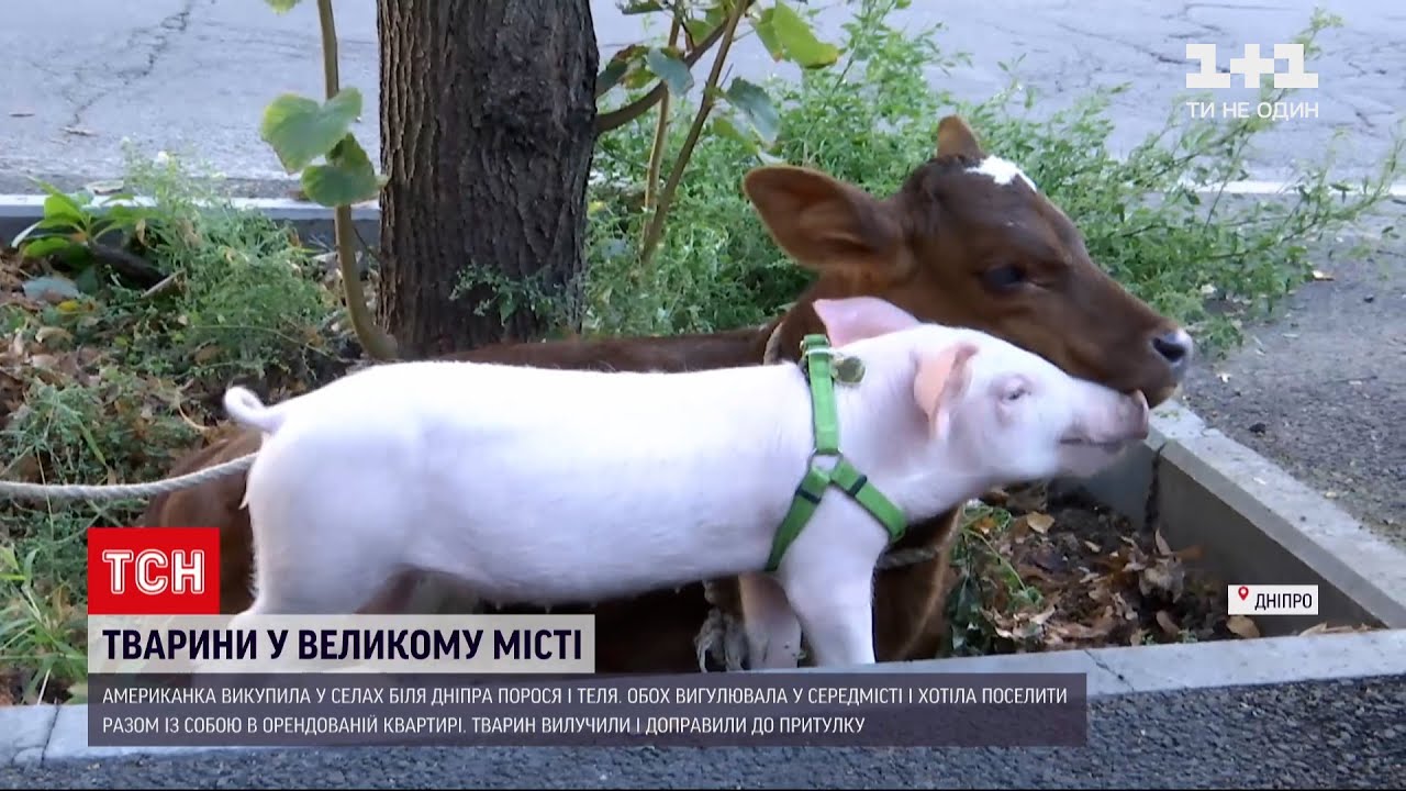 Новости Украины: в Днепре американке пришлось расстаться с животными, которых она выгуливала