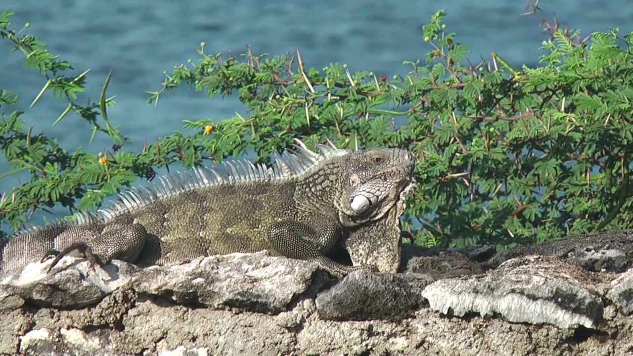 Curacao 1 - Kura Hulanda - Westpunt