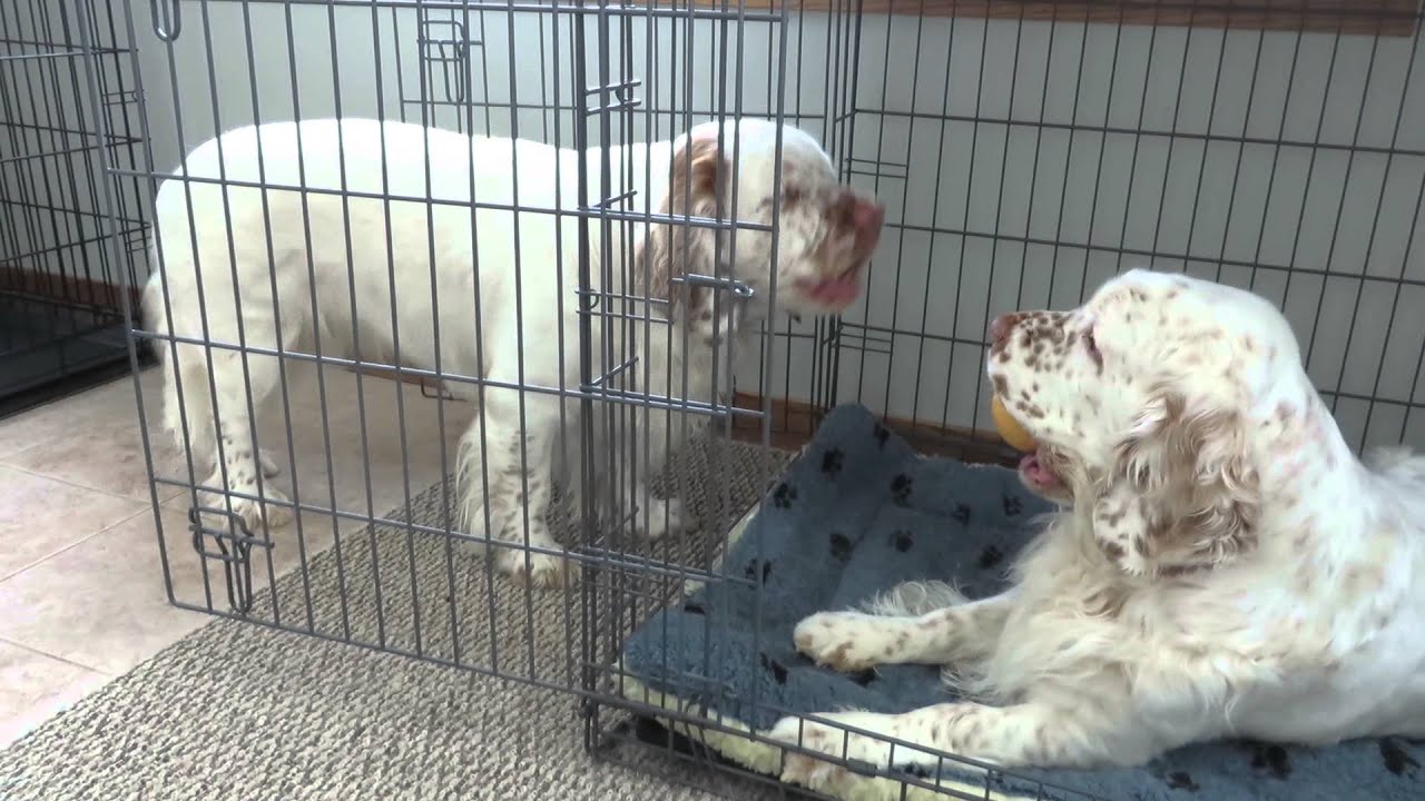 Clumber Spaniels