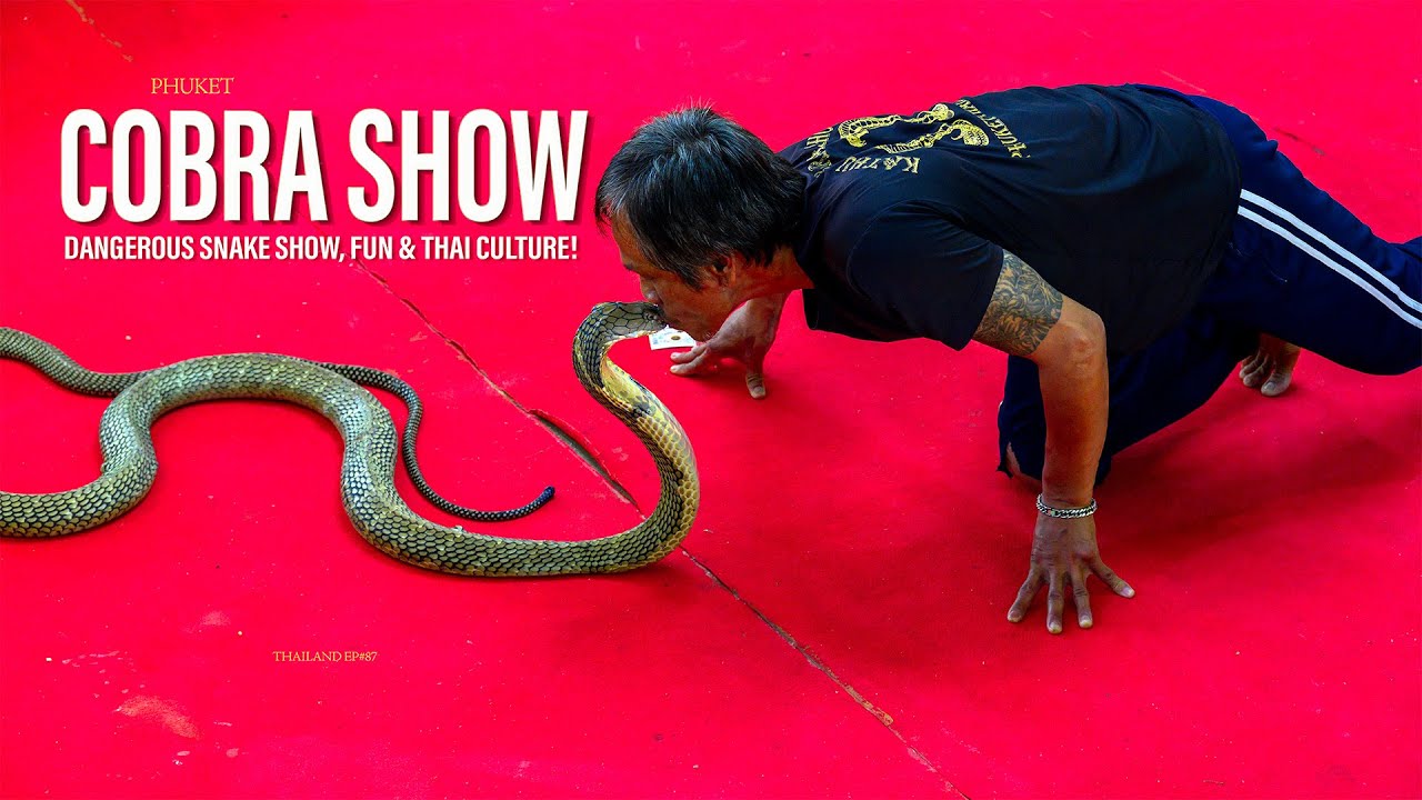 Phuket Shocking Moments at Kathu Snake Show Phuket | Thailand