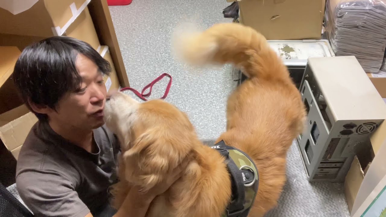 大型犬の脾臓ガン摘出と膵炎治療（10日入院）の費用を参考までに