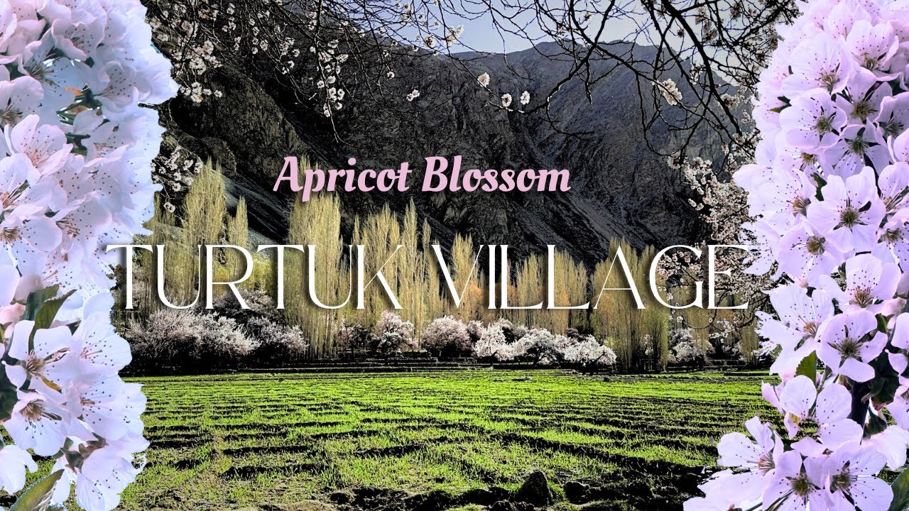 The village with best apricot blossoms || Turtuk Ladakh  ||  4k