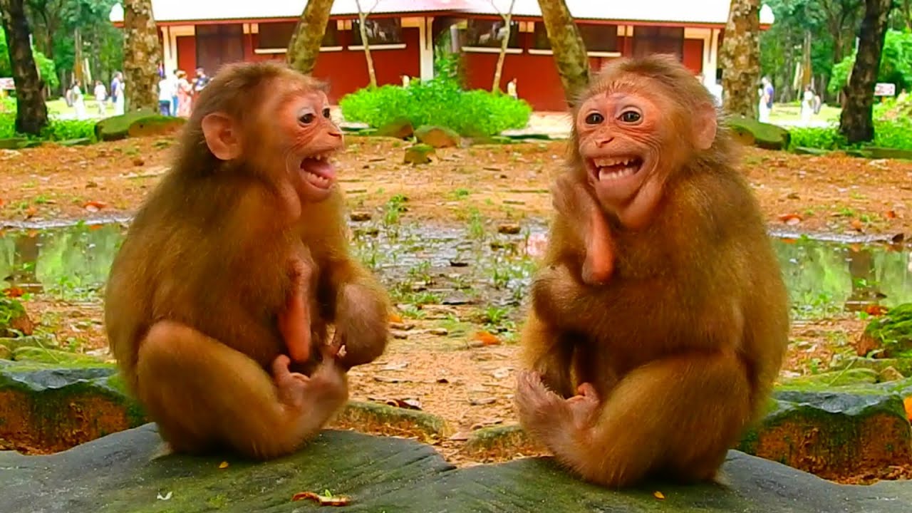 Funniest Smiling Monkey! Most Adorable Antics Caught On Camera | Monkey Survival In The Jungle