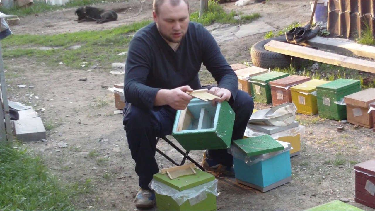 Нуклеусы  на моей пасеке, из пенополистирола.