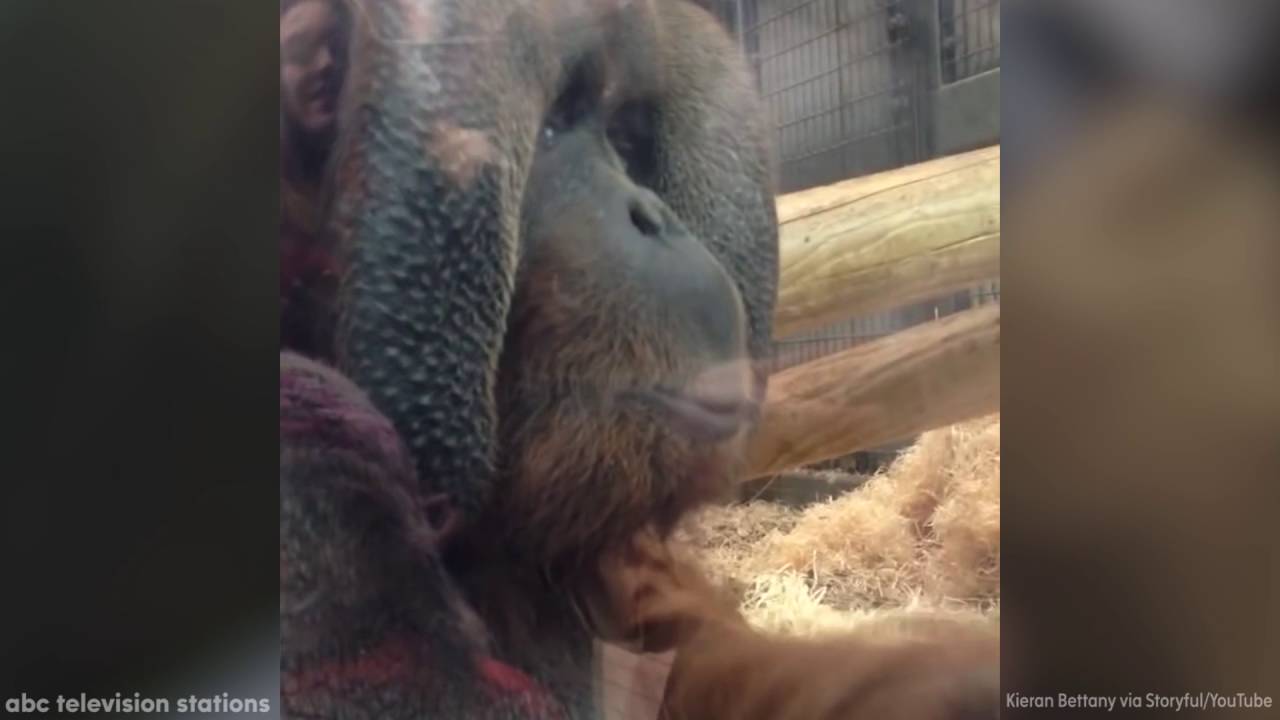 Orangutan is enamored by woman's baby bump