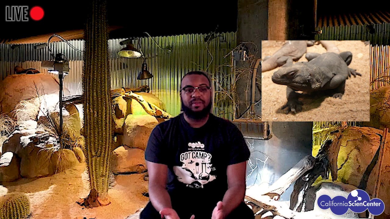 Blend-n-Seek (LIVE!) - Stuck at Home Science