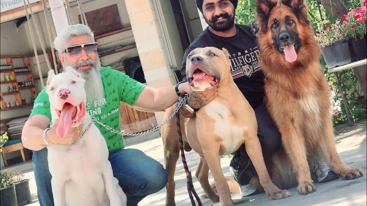 Bagera aur sultan apas mai ladh gaye 🙁|Gill dog kennel |@Gill dog Kennel
