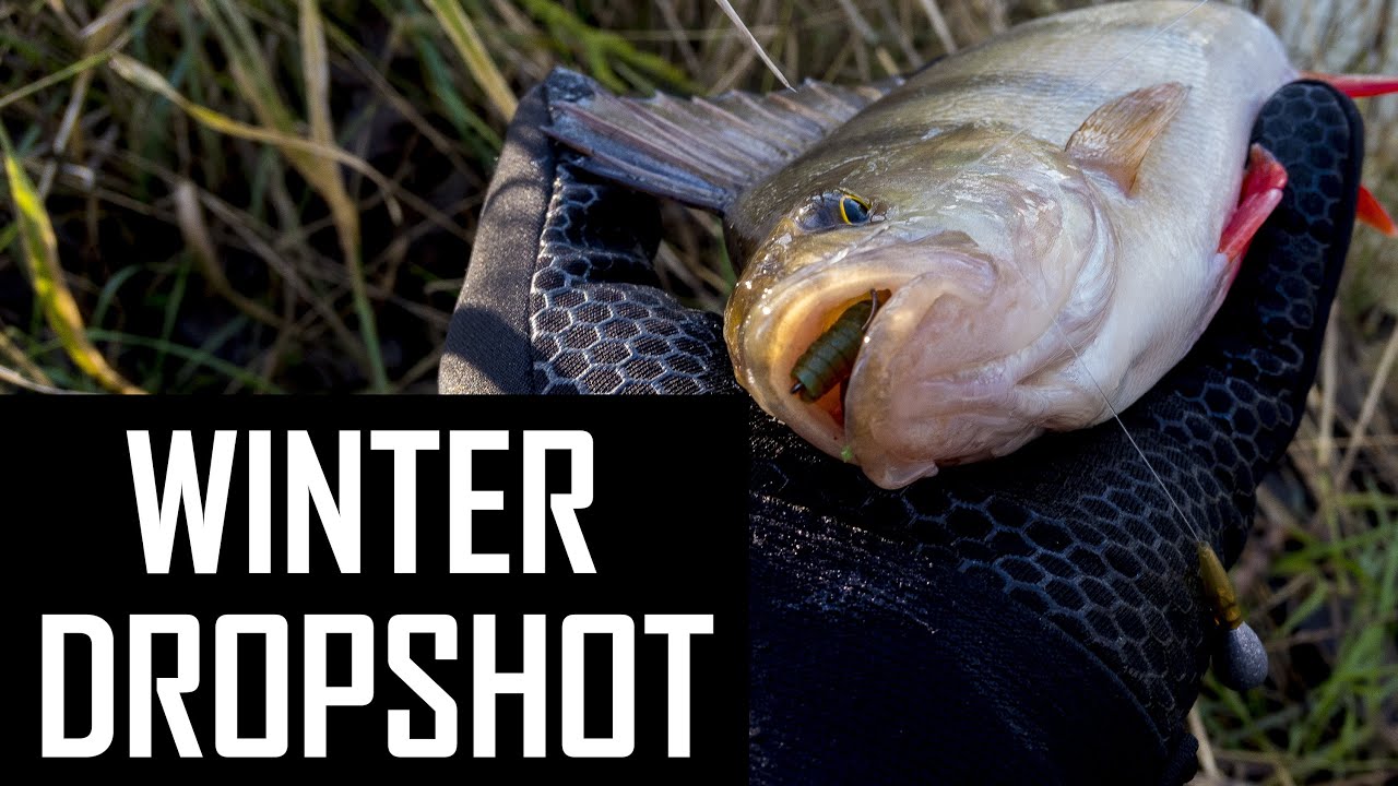 How to catch PERCH on DROPSHOT in cold water?