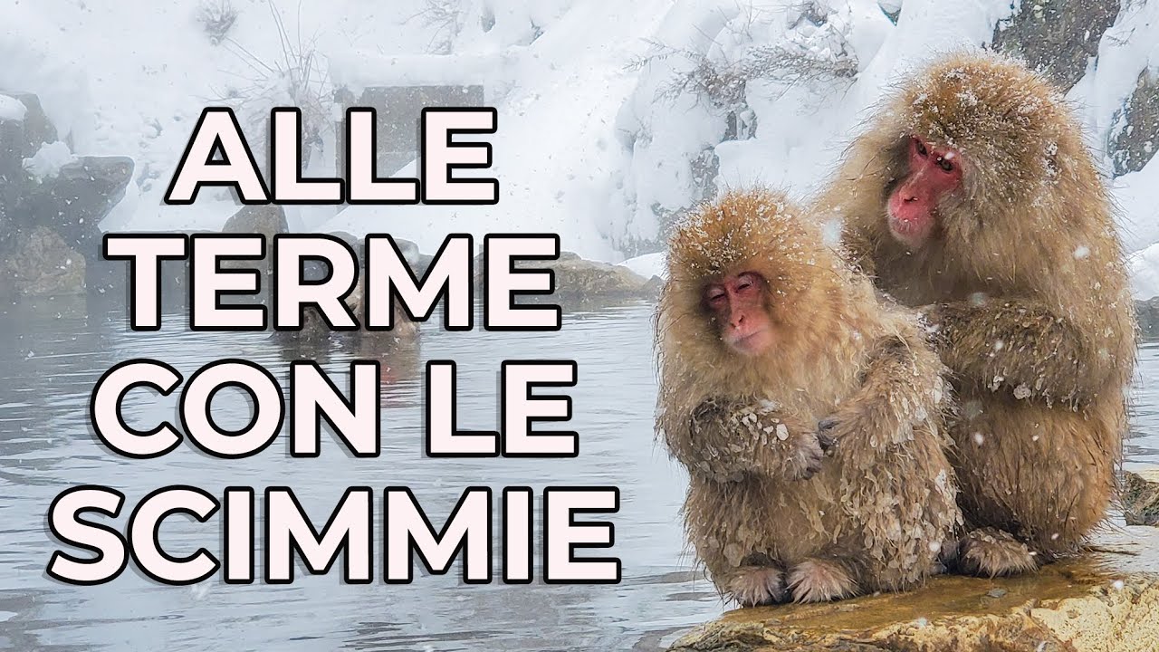 ALLE TERME CON LE SCIMMIE SULLA NEVE - JIGOKUDANI, GIAPPONE