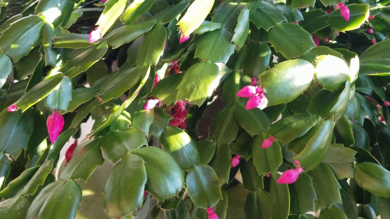 My Huge Thanksgiving Cactus: After Blooming Care & Tips!
