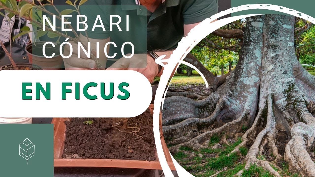 Ficus bonsái con tronco de pata de elefante. Una técnica para lograrlo. ¡Ojo los dedos!