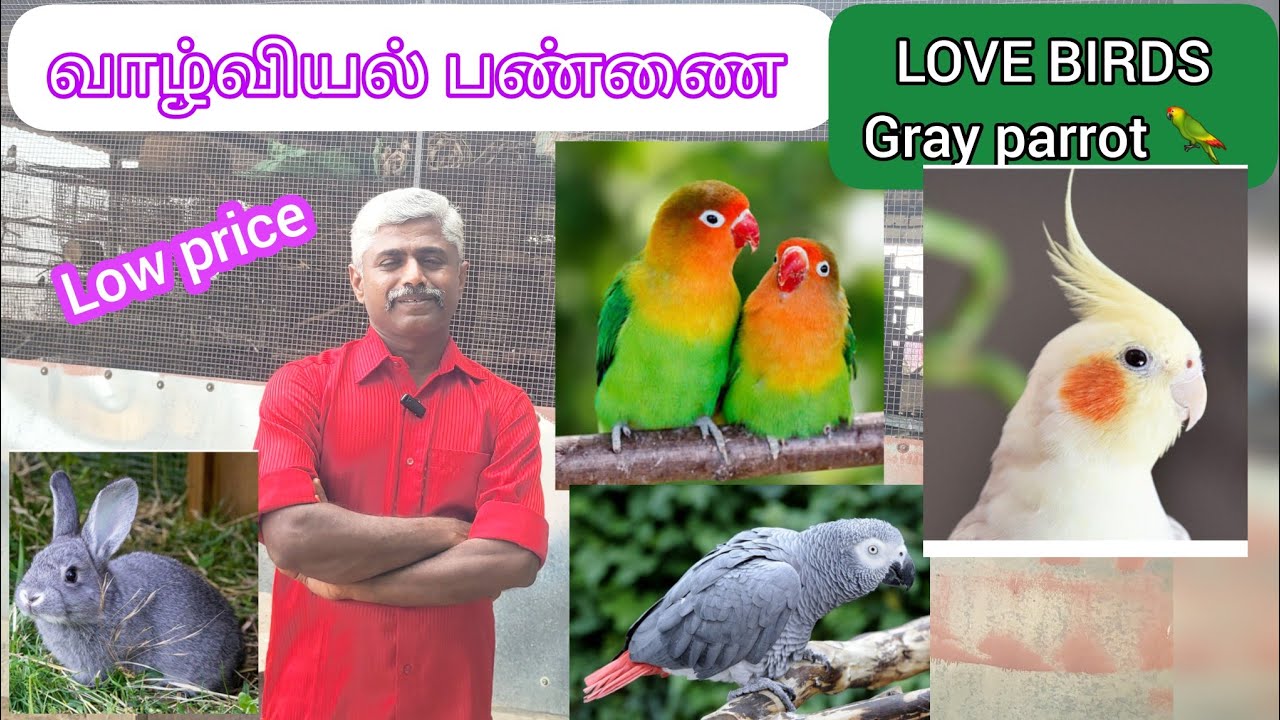 அழகு பறவைகள் குறைந்த விலையில் / முயல் / இயற்கை முறையில் வாழ்வியல் பண்ணை