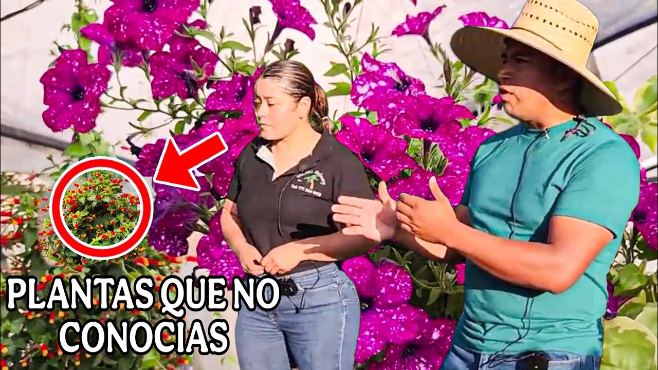 Tienes que ver este video antes de comprar 