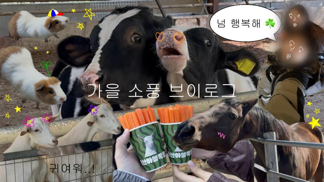 [가을 소풍 브이로그] 힐링 영상 ✨ 목장에서 생긴 일, 진심 귀여움 미쳤으니까(P) **동물 좋아하는 사람들 필수 시청 바람**