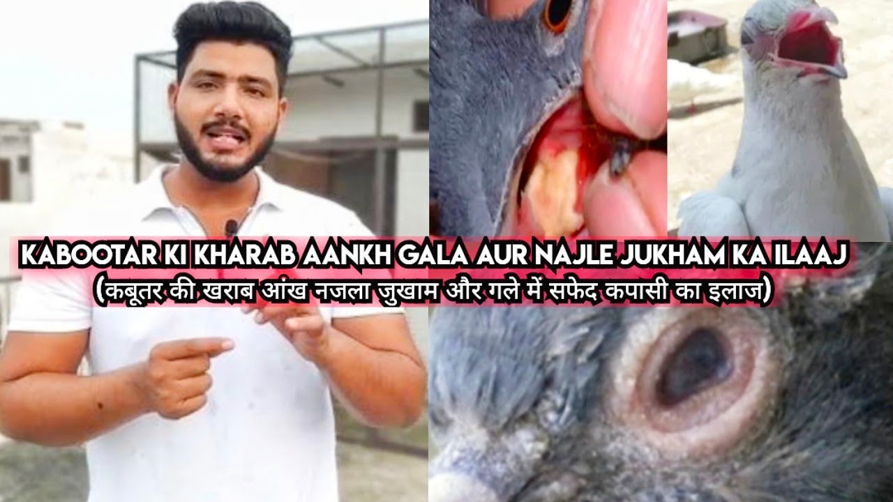 KABOOTAR KI AANKH GALA AUR NAJLE KA ILAJ (कबूतर की खराब आंख गला और नजले का इलाज)