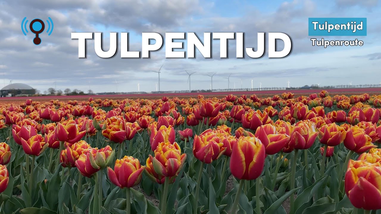 Tulpentijd | RADIO LELYSTAD