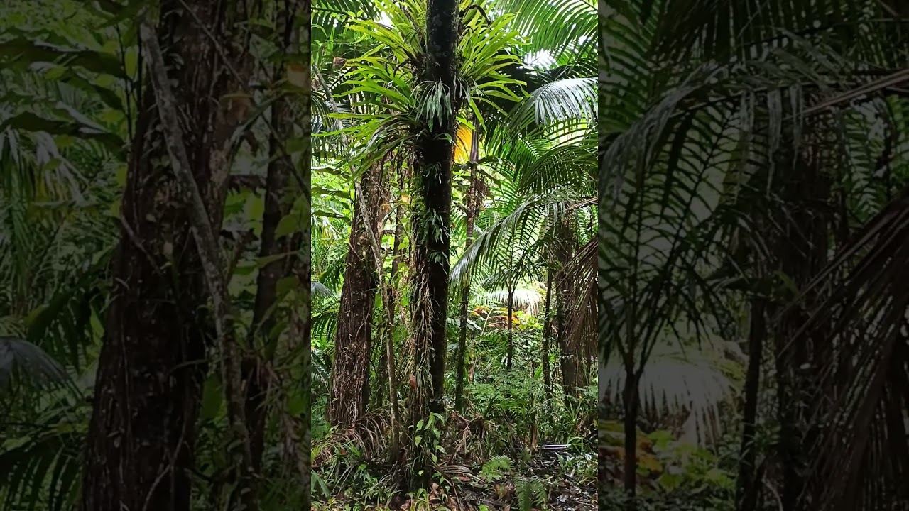 Ngardmau Rainforest (Babeldaob Island) July 2025 - Pristine Paradise 🇵🇼🌴
