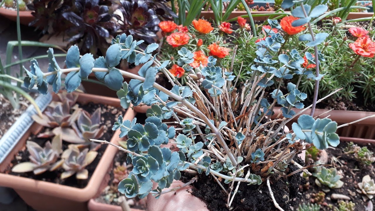 Sukulentler Büyümüyorsa/Sedum Sieboldi köklerdeki nematod lar /Bakımı üretimi sohbet ❤