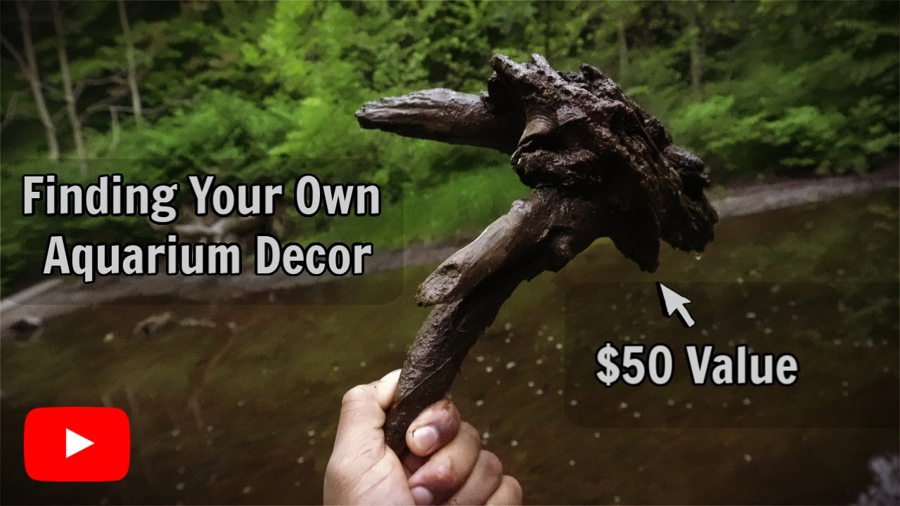 12 Rules For Collecting Aquarium Driftwood
