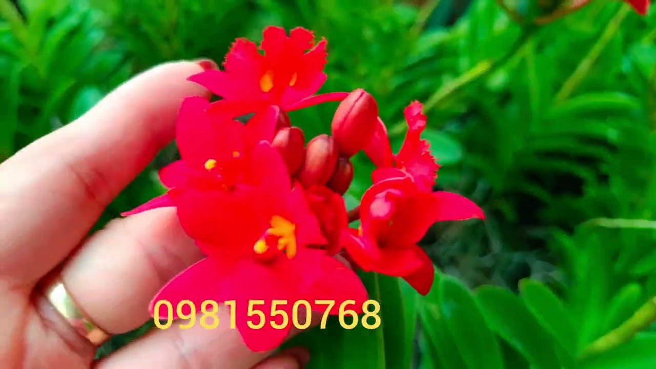 7/3/2026 dọn vườn : long tu..châu..nhạn..tbs